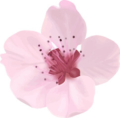 Fototapeta premium pink cherry blossom flower