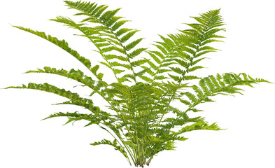 Side view of Lady Fern
