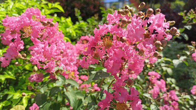 lagerstroemia indica flower