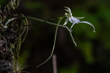 close up of a flower ghost orchid
