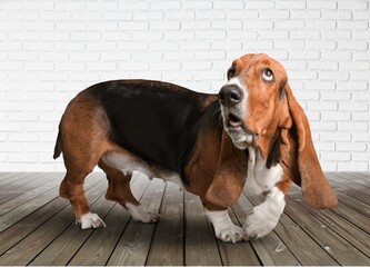 Funny dog facial expression, .