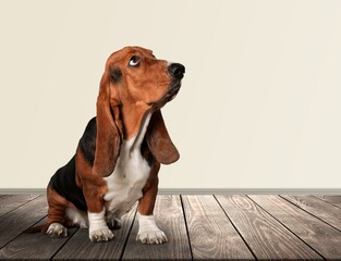 Funny dog facial expression, .