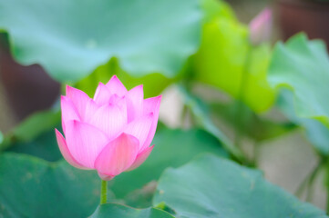 可憐に咲く蓮の花