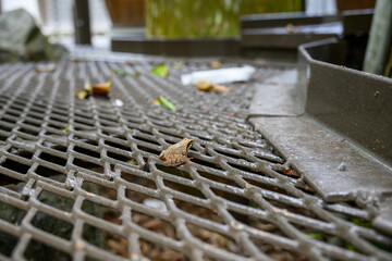 金網の上のカエル