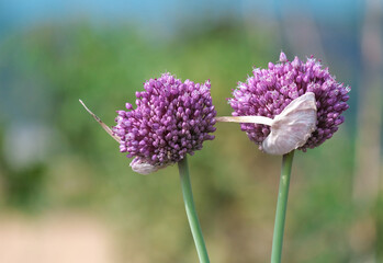 初夏の畑のカップル