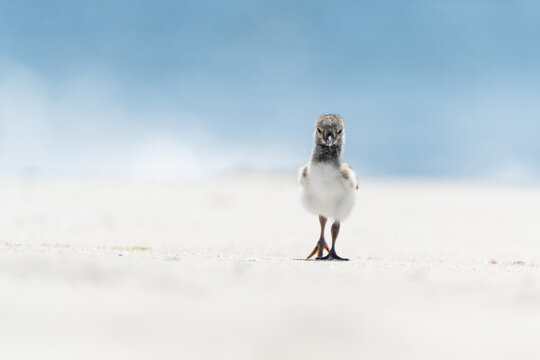 american oystercatcher chick on beach