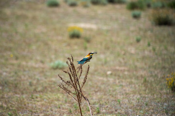 bee eater perched on branch Gruccione, Merops apiaster, Alghero, Sardegna. Italia