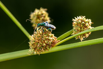 insetti in natura