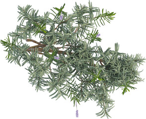 Top view of Lavander plant