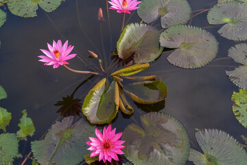 Leaf background with flowers, lotus leaves, water lilies