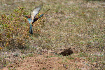 bee eater flying off the nest Gruccione, Merops apiaster, Alghero, Sardegna. Italia