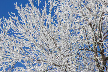 frosty branches