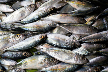 Fresh Fish Market Asia Cebu Philippines