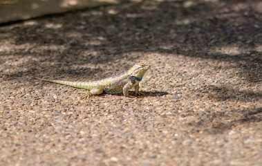 Lizard on a desert walkway