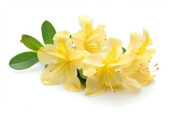Fototapeta premium Yellow Azalea Flower Isolated on White Background