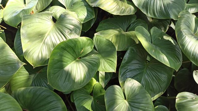 beautiful background leaves: homalomena leaves