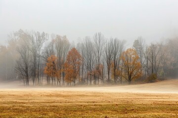 Fototapeta premium Foggy Autumn Morning Landscape with Bare Trees in the Distance