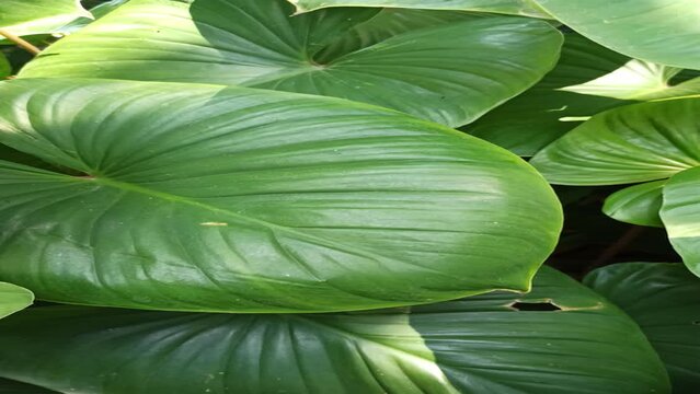 beautiful background leaves: homalomena leaves