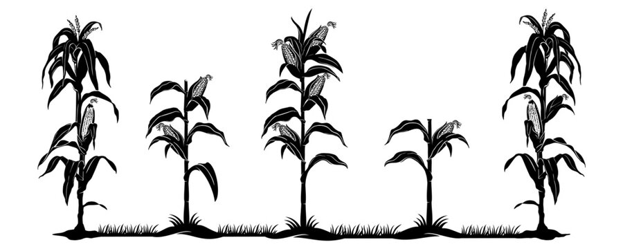 corn plant vector