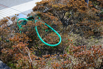 植栽とホース