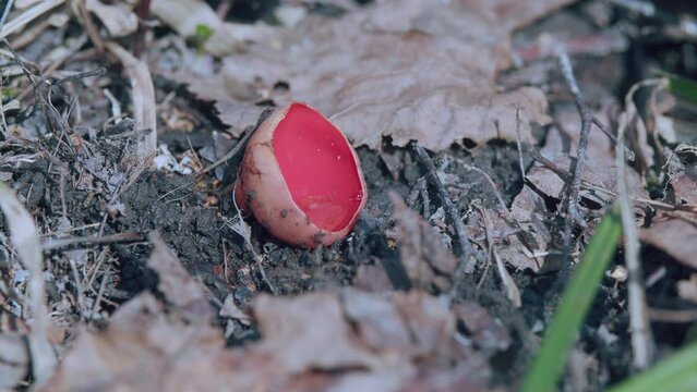 Sarcoscypha Coccinea. Scarlet Elf Cup Fungi. Forest Mushrooms. Scarlet Elf Cup On Forest Floor. Spring Edible Mushrooms In Forest Scenery. Gimbal Stabilize.