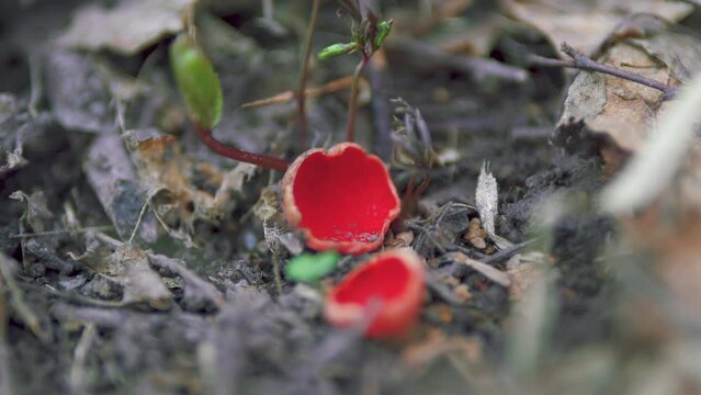 Species Of Fungus In Family Sarcoscyphaceae Of Order Pezizales. Sarcoscypha Coccinea, Commonly Known As Scarlet Elf Cup Or Scarlet Elf Cap And Scarlet Cup. Gimbal Stabilize.