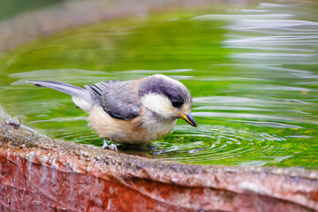 泉で水浴びをする可愛いヤマガラ（シジュウカラ科）の幼鳥。

日本国神奈川県秦野市、弘法山公園、権現山バードサンクチュアリにて。
2022年7月撮影。

A lovely juvenile Varied Tit (Sittiparus varius) bathing in a spring.
