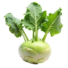 closeup photo of kohlrabi on a transparent background
