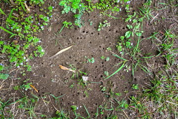 地面に開いた無数のアリの巣