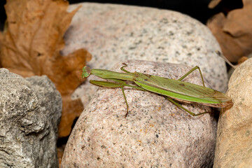 Closeup of Chinese Mantis or Mantid resting on rocks. Concept of insect and wildlife conservation, habitat preservation, and backyard flower garden