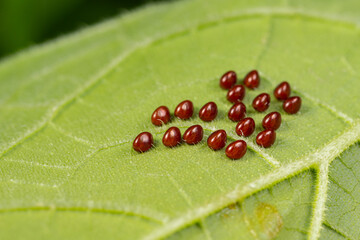 Squash beetle eggs on the underside of pumpkin plant leaf. Garden insects, gardening and...