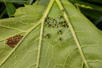 Squash beetle eggs and larvae instar on the underside of pumpkin plant leaf. Garden insects, gardening and agriculture pest control concept.