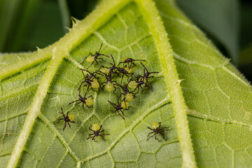 Squash beetle larvae instar on the underside of pumpkin plant leaf. Garden insects, gardening and agriculture pest control concept.