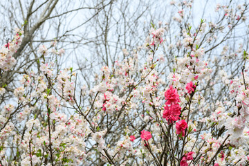 源平咲きの桃の花