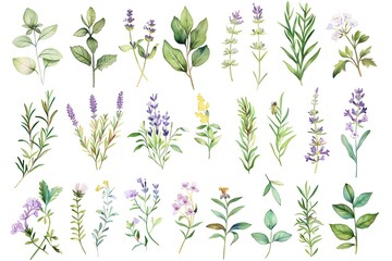wild medicinal meadow flowers and grass on white background, horizontal pattern, watercolor painting, realistic illustration