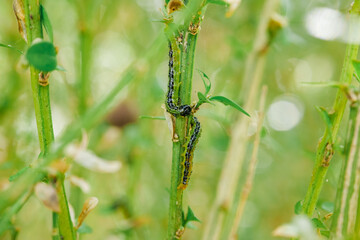 Green caterpillars on gnawed boxwood branches.Garden pests. Boxwood pests.Caterpillars gnaw leaves and branches of boxwood. Treating the garden against moth caterpillars.