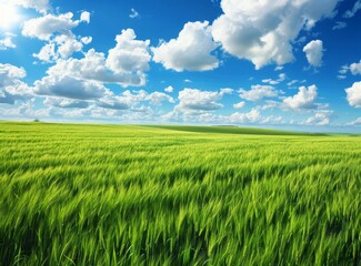 Green wheat field with blue sky and white clouds in the background landscape photography