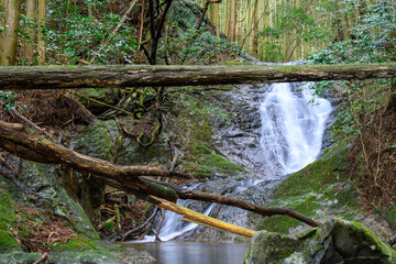 森の中の小さな滝