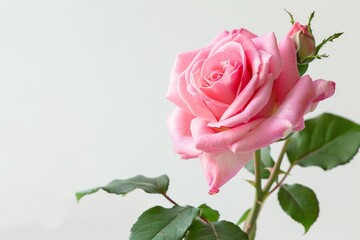 Naklejka premium Pink Rose Isolated on White Background. Beautiful Rose Flower