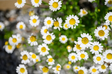 白いキクの花を見下ろす