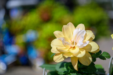 一輪の黄色いダリア