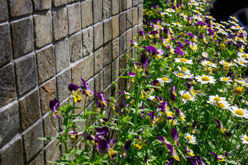 壁沿いに咲くビオラ