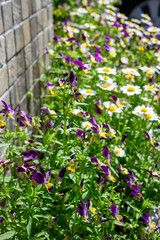 壁沿いに咲くビオラ