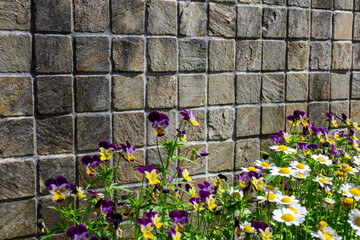 壁沿いに咲くビオラの花