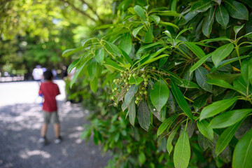 緑の葉と木の実