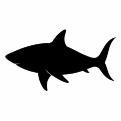 shark isolated on white