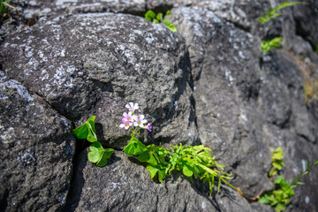 岩に生えるムラサキカタバミ