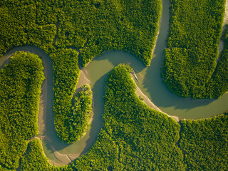 Amazing abundant mangrove forest, Aerial view of forest trees Rainforest ecosystem and healthy environment background, Texture of green trees forest top down, High angle view