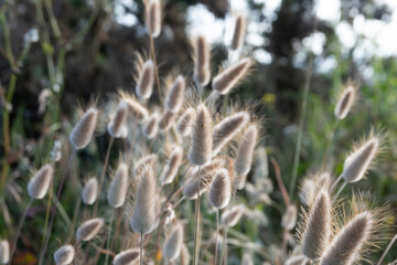 Obraz premium Lagurus ovatus, dit 