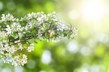 Blooming white cherry blossom flowers